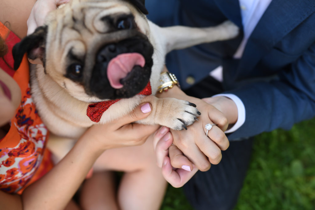 chicago puppy engagement, best engagement locations in chicago, chicago engagement photography, chicago engagement photographer, best chicago engagement, olive park engagement, chicago olive park engagement, chicago washington library engagement, chicago dog engagement